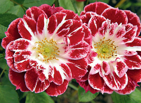 Совместные покупки - Краснодар - Роза IMPERIAL ROSE (сорт &#039;Little Artist ®&