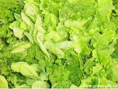 Салат, выращенный на биогумусе