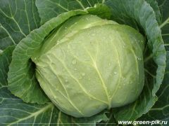 Белокочанная капуста (сорт "Валентина"), выращенная с использованием биогумуса