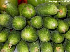 Огурцы на биогумусе