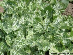 Росторопша (лекарственное растение) выращенная с использованием биогумуса