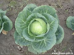 Капуста белокочанная выращенная с использованием биогумуса