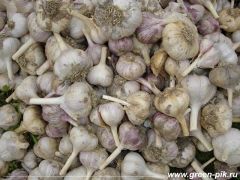 Чеснок выращенный на биогумусе