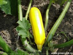 Начало плодоношения кабачка (почва с биогумусом)
