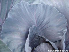 Биогумус отпугивает вредных насекомых и обеспечивает полное питание растения