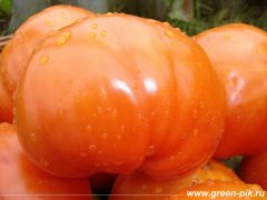 Помидоры выращенные на биогумусе